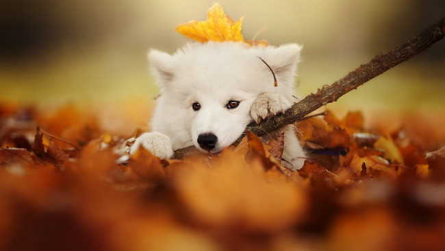 Обои картинки фото животные, собаки, белая, палка, листья, осень, собака
