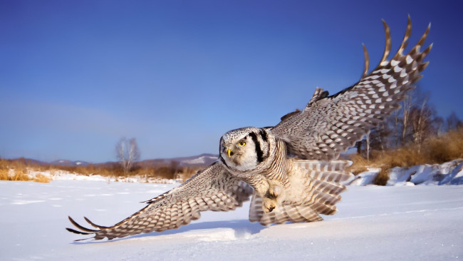 Обои картинки фото животные, совы, небо, крылья, снег, сова, белая, зима