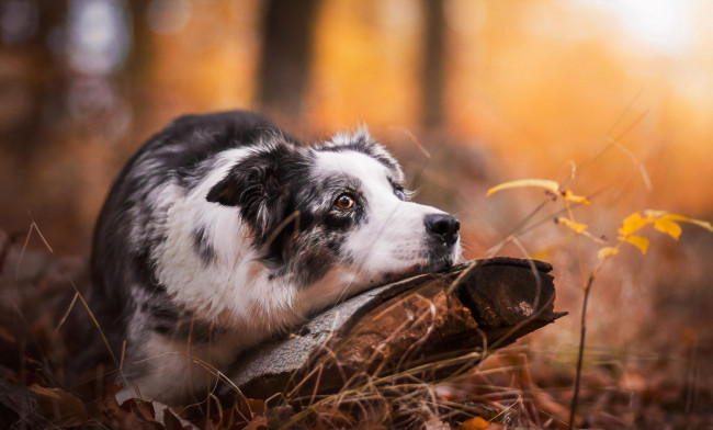 Обои картинки фото животные, собаки, осень, трава, пень, собака