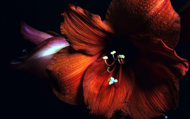 Обои картинки фото цветы, амариллисы,  гиппеаструмы, макро