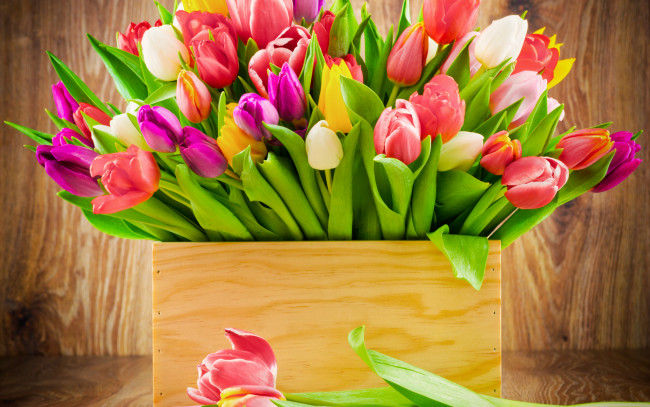 Обои картинки фото цветы, тюльпаны, букет, тюльпанов, коробка, радужные, цвета