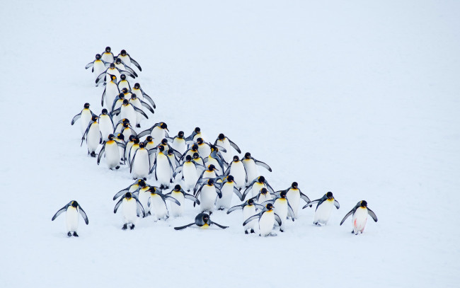 Обои картинки фото животные, пингвины, природа, снег