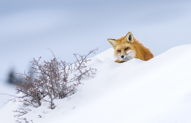 Обои картинки фото животные, лисы, лиса, снег, зима