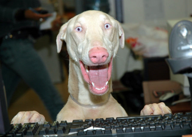 Обои картинки фото животные, собаки, собака, клавиатура, радость
