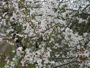 Картинка цветы цветущие+деревья+ +кустарники весна 2018 апрель