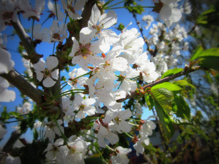 обоя цветы, цветущие деревья ,  кустарники, весна, 2018, апрель