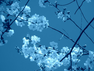 обоя цветы, сакура,  вишня, весна, 2018, апрель