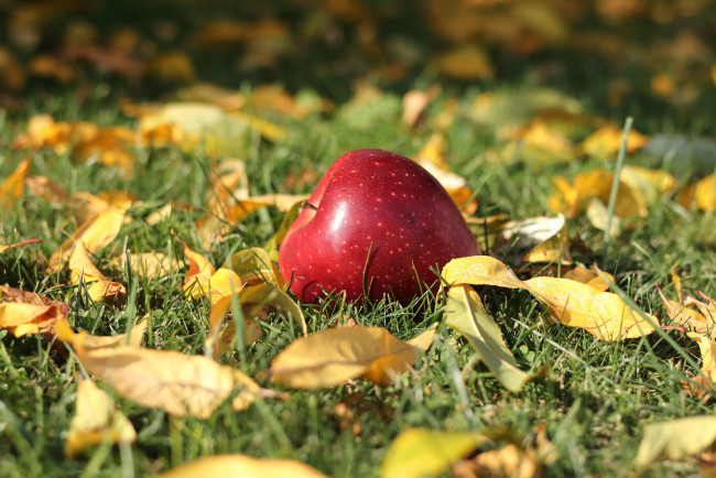 Обои картинки фото еда, яблоки, трава, яблоко, листья, осень