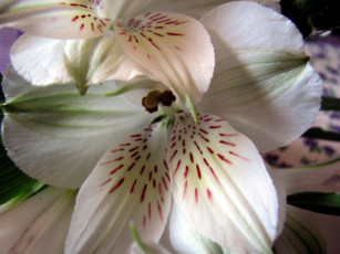 Картинка цветы альстромерия белая макро