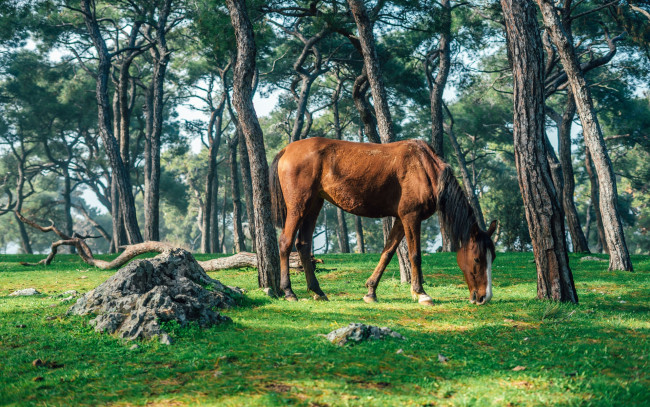 Обои картинки фото животные, лошади, лошадь, гнедая, лес, камни