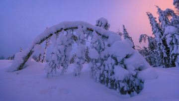 Картинка природа зима деревья сугробы снег