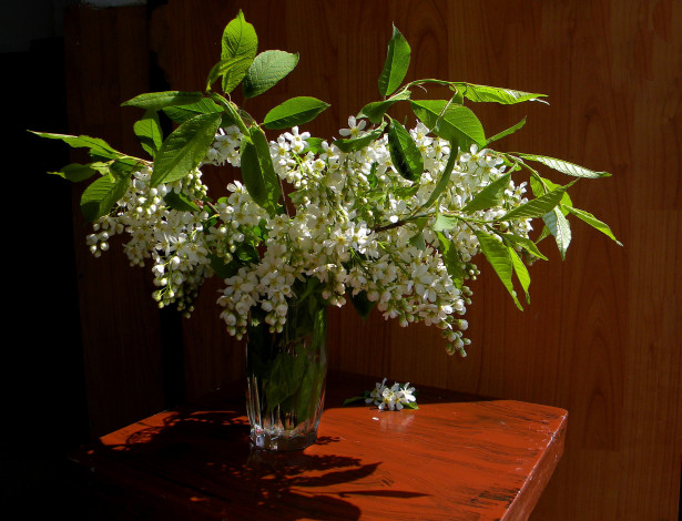 Обои картинки фото цветы, черемуха, весна, букет, ваза