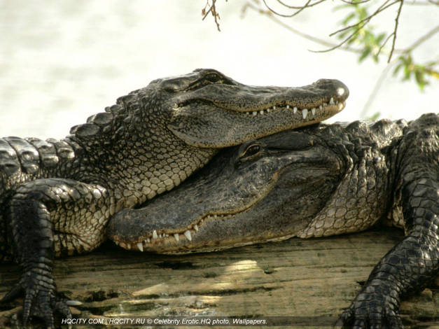 Обои картинки фото животные, крокодилы