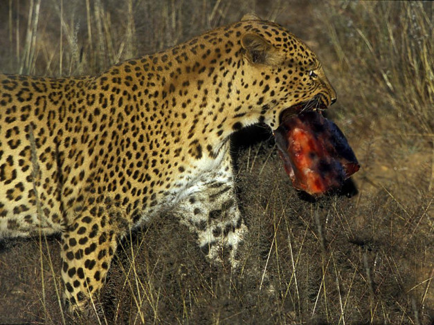 Обои картинки фото животные, леопарды