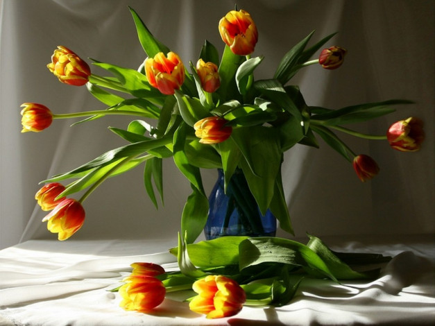 Обои картинки фото андрей, базаев, тюльпанный, взрыв, цветы, тюльпаны