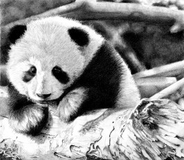 Картинка рисованные животные панды панда коряга