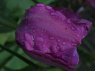 Картинка цветы тюльпаны капли фиолетовый