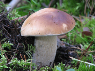 Картинка природа грибы мох боровик