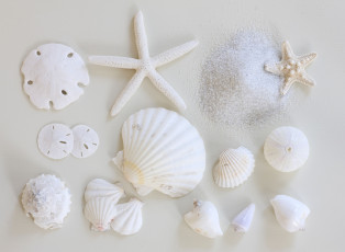 Картинка разное ракушки кораллы декоративные spa камни морская звезда белый