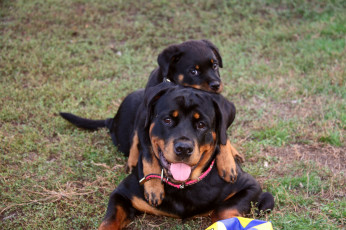 Картинка животные собаки ротвейлер щенок