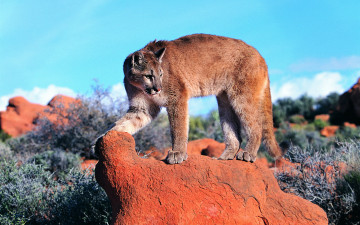 Картинка животные пумы стоит смотрит камень пума кугуар горный лев