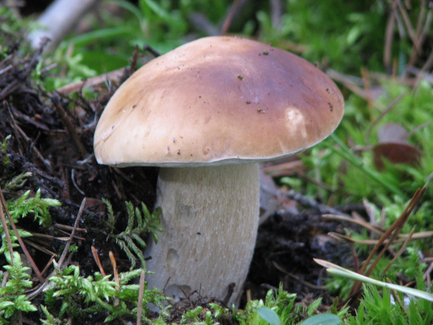 Обои картинки фото природа, грибы, мох, боровик