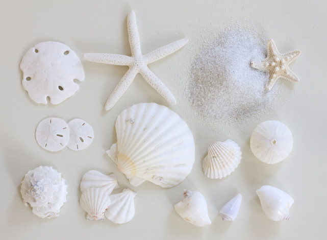 Обои картинки фото разное, ракушки, кораллы, декоративные, spa, камни, морская, звезда, белый