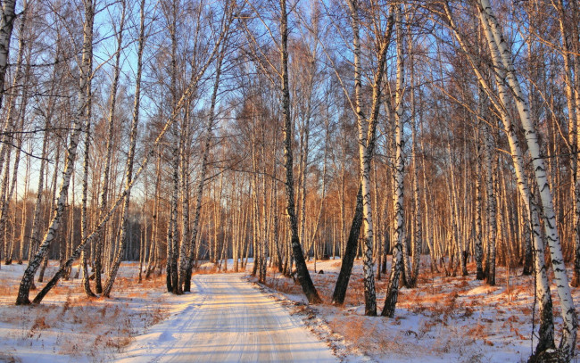 Обои картинки фото природа, дороги, лес, зима, деревья, берёзы, роща, снег