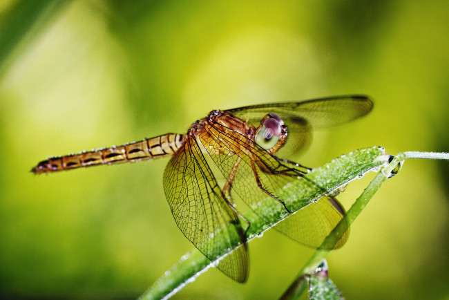 Обои картинки фото животные, стрекозы, dragonfly, макро, травинка, роса