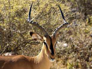 Картинка животные антилопы антилопа рога кусты