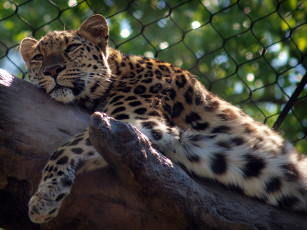 Картинка животные леопарды кошка хищник