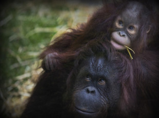 Картинка животные обезьяны малыш мама орангутанги