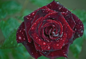 Картинка цветы розы бордо капли