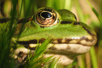 Картинка животные лягушки трава глаза лягушка голова