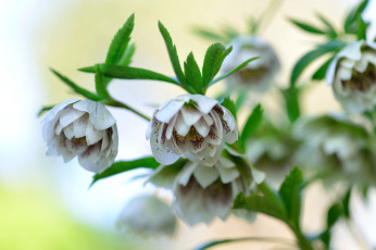 Картинка цветы геллеборус морозник