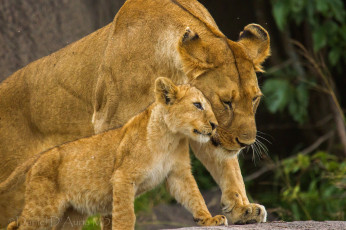 Картинка животные львы мама малыш
