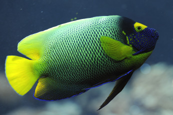 Картинка животные рыбы плавники тропики