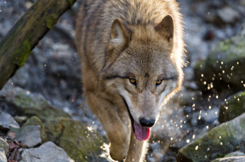 Картинка животные волки бег хищник