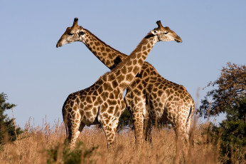 Картинка животные жирафы трава пара саванна