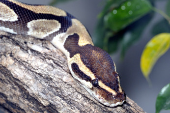 Картинка животные змеи питоны кобры питон голова