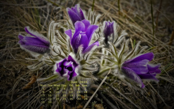 Картинка календари цветы сон-трава фиолетовый