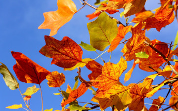 Картинка природа листья осень небо
