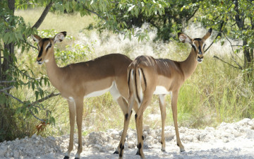 Картинка животные антилопы олень лес