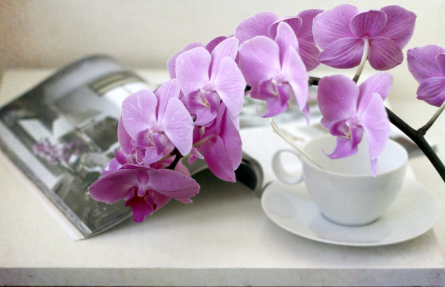 Обои картинки фото цветы, орхидеи, ветка, чашка, книга