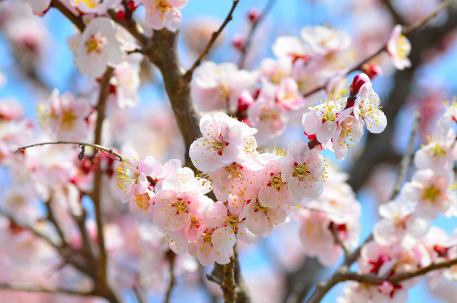 Обои картинки фото цветы, сакура, вишня, ветки, весна
