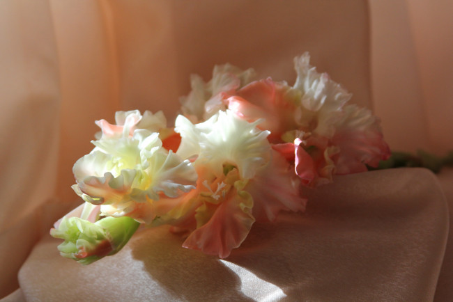 Обои картинки фото цветы, гладиолусы, гладиолус
