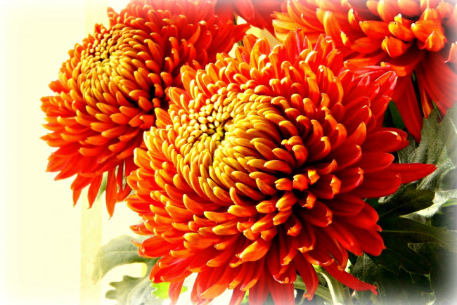 Обои картинки фото цветы, хризантемы, хризантема, оранжевый