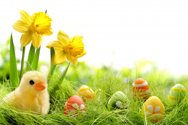 Обои картинки фото праздничные, пасха, трава, крашеные, нарциссы, spring, яйца, chik, springer, easter, grass, цветы, весна, colorful, daffodils, flowers, eggs