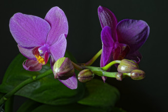 Картинка phaleonopsis цветы орхидеи цветок