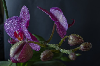 Картинка phaleonopsis цветы орхидеи цветок